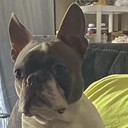 Rorschach - Boston Terrier