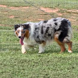 Hope - Australian Shepherd