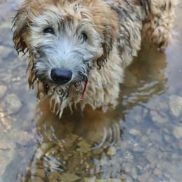 Ted - Wheaten male Whoodle puppy in Smallett, Missouri from Leshas Whoodles