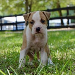 Ready - Red male American Staffordshire Terrier puppy in St. Augustine, Florida from LBK & Ancient City