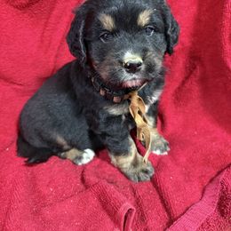 Male Tri Color - male Golden Mountain Dog puppy in Tacoma, Washington from Canyon Meadows Farm