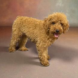 Tiffany - Poodle