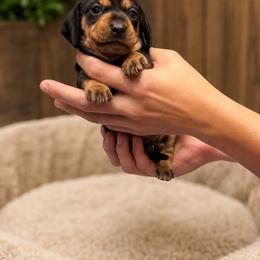 Black and Cream girl - Black and cream female Dachshund puppy in Canby, Oregon from Rainy Day Dachshunds
