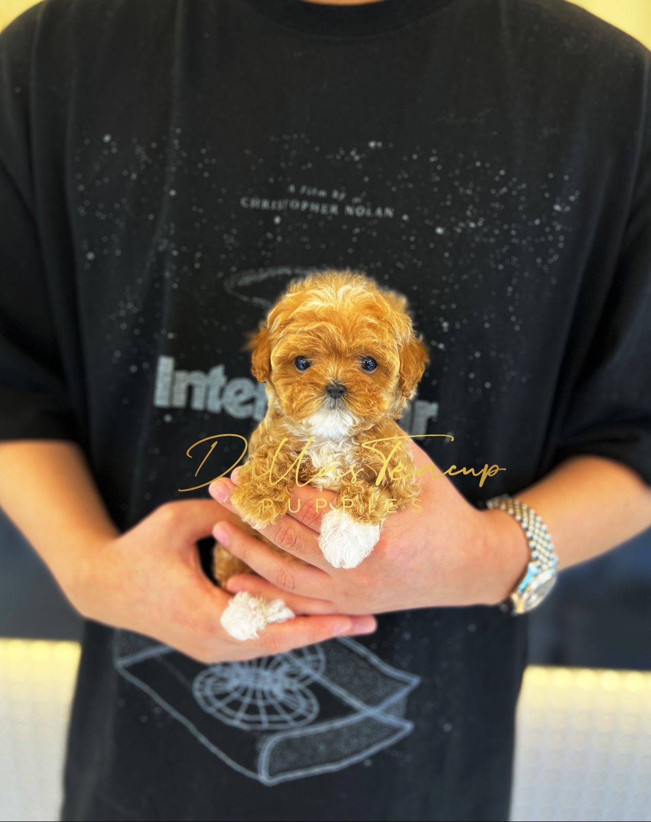 Maltese, Maltipoos, Poodles, and Yorkshire Terriers from Dallas Teacup Puppies