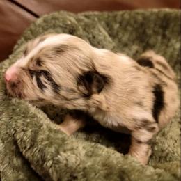 River - Blue merle male Australian Shepherd puppy in Lubbock, Texas from Barn Raised Aussies