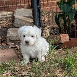 Tanner - White male Coton de Tulear puppy in Mead, Oklahoma from Bar W Cotons