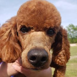 Poodles from Stutman Hollow Poodles