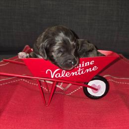 Sally - Blue merle female Aussiedoodle puppy in Cumberland, Rhode Island from W Doodle Crew
