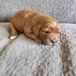 Jack - Red male Cavapoo puppy in Nampa, Idaho from Heart Mountain Cavaliers & Floating Feathers Kennel
