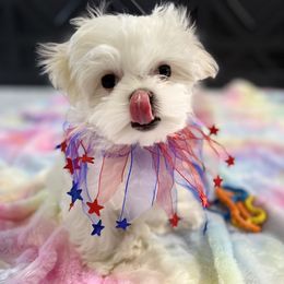 Maltese Puppies from Genice’s Small Wonders
