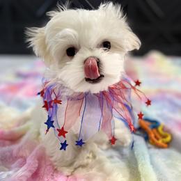 Maltese Puppies from Genice’s Small Wonders