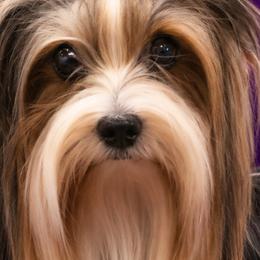 Rosie - Biewer Terrier
