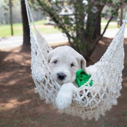 Edward green collar - Cream male Goldendoodle puppy in Lexington, North Carolina from Deborah’s Doodles