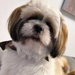 Muno - Shih Tzu