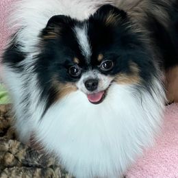 Hex - Pomeranian