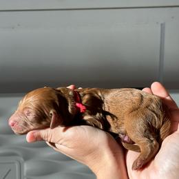 Goldendoodle Puppies from Doodle Darlings