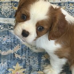 Cavalier King Charles Spaniel Puppies from Raised by Cathy