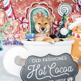 Kaya - Sesame female Shiba Inu puppy in Friendswood, Texas from Bluebonnet Shibas