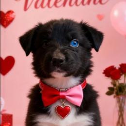 JAVA - Black & white male Australian Shepherd puppy in Salem, Arkansas from Patchwork Kennels