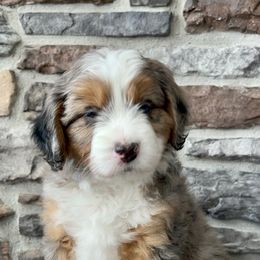 Assorted Doodle Crosses, Aussiedoodle, and Goldendoodle Puppies from Skyridge Doodles