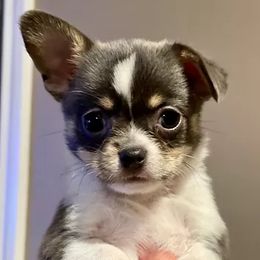 Chihuahuas from TwinsRUschihuahuas.com