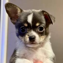 Chihuahuas from TwinsRUschihuahuas.com