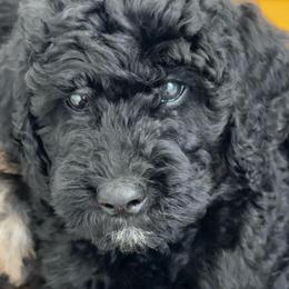 Miss Yellow - Black female Goldendoodle puppy in San Diego, California from Sensational Doodles