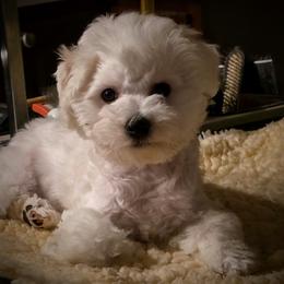 Silver-gray male - White male Bichon Frise puppy in Apple River, Illinois from Barb's Bichons Bichonfrise.ws