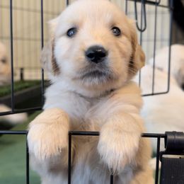 Golden Retriever Puppies from Goldens of Hope