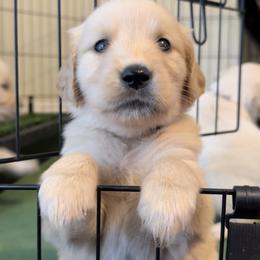Golden Retriever Puppies from Goldens of Hope