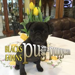 Pug Puppies from Pug Puppies of Boston