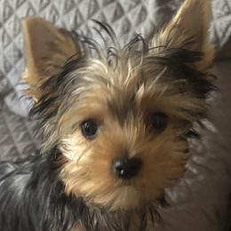 Yorkshire Terrier Puppies from Rosenthal Yorkies