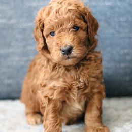 Patrick - Red  male Poodle puppy in Laveen, Arizona from Nystrom Clan Pups
