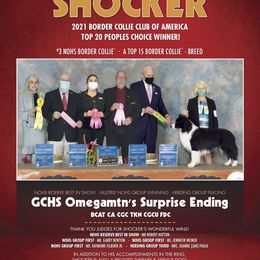 Shocker - Border Collie