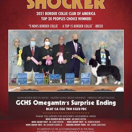 Shocker - Border Collie