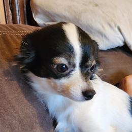 Ms Panda - Chihuahua