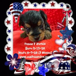 Girl 2 - female Yorkshire Terrier puppy in Silverhill, Alabama from Malteseuluv’s Tiny Treasurers