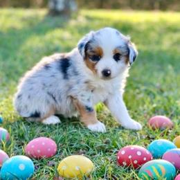Peep - Blue merle female Australian Shepherd puppy in Howardsville, Virginia from Spectacular Aussies and Cavaliers