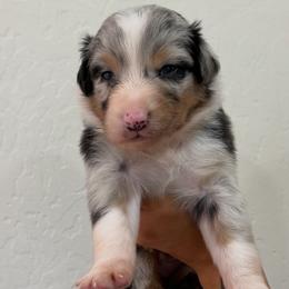 Yellow - Blue merle female Australian Shepherd puppy in Gilbert, Arizona from Saltair Australian Shepherds
