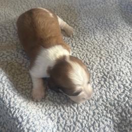 Cookie - Piebald female Dachshund puppy in Lakecreek, Oregon from Forever Doxie