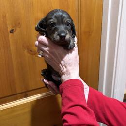 Spot - Dapple male Dachshund puppy in Heber Overgaard, Arizona from Sonoran Doxies