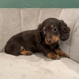 Daisy - Chocolate and tan female Dachshund puppy in Perkins, Oklahoma from 4B Dachshunds
