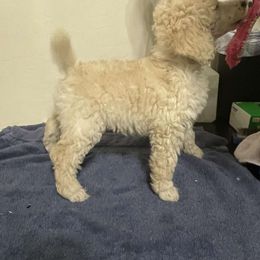 Green Collar - Fang - Cream Poodle puppy in Phoenix, Arizona from Desert Diamond Poodles