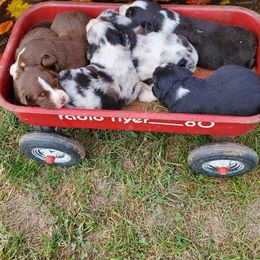 Australian Shepherd Puppies from Brouillard Farm