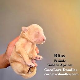 Bliss - Apricot female Goldendoodle puppy in Glendale, Arizona from CocoLove Doodles