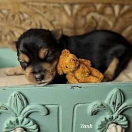 Yorkshire Terrier Puppies from Amy Timpe