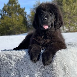 Boy 1 - Black Newfoundland puppy in Sears, Michigan from Country Road Newfoundlands