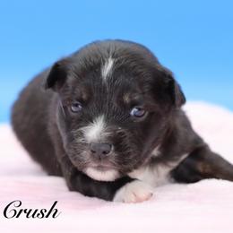 Crush - Black tri female Miniature Australian Shepherd puppy in Weeki Wachee, Florida from Arlington's Mini Aussies