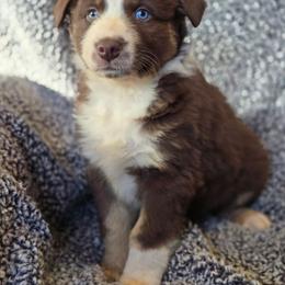 Boy 5 - Red tri-color male Australian Shepherd puppy in New Tazewell, Tennessee from D&D Australian Shepherds