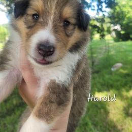 Harold - Sable and white male Collie puppy in Mattoon, Illinois from Gold Leaf Collies
